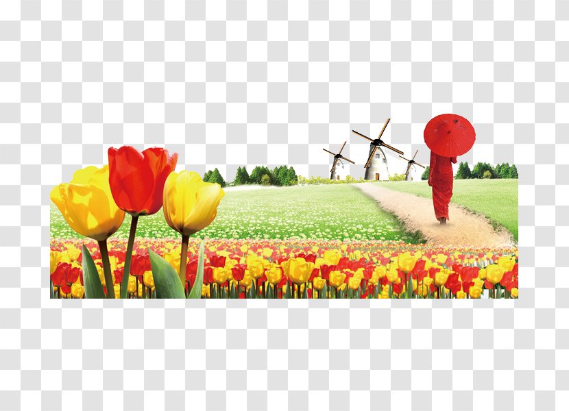 Canadian Tulip Festival Flower - Meadow - Sea Transparent PNG