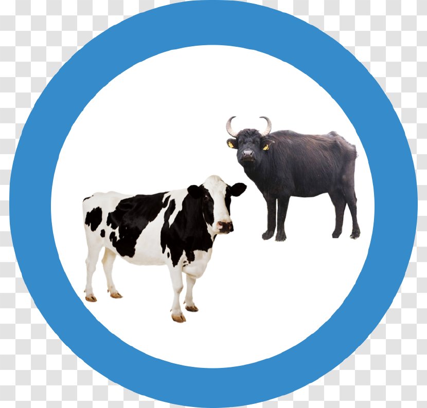 Holstein Friesian Cattle Sheep Livestock Farm Ox - Homeschooling Transparent PNG
