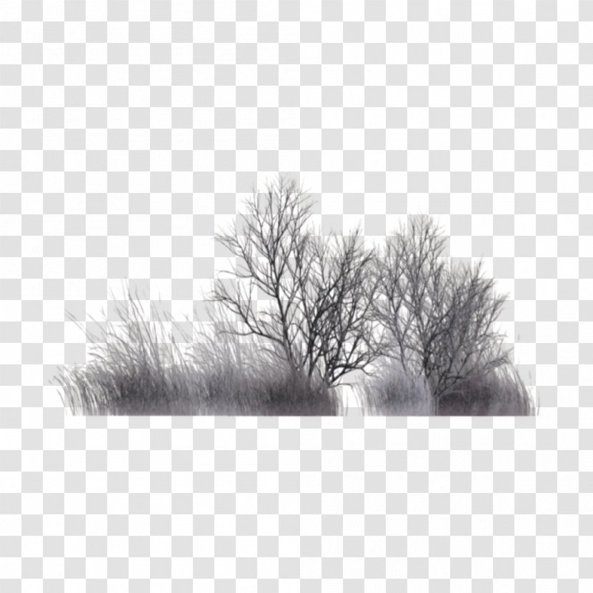 Tree Branch Silhouette - Dongzhi - Twig Monochrome Transparent PNG
