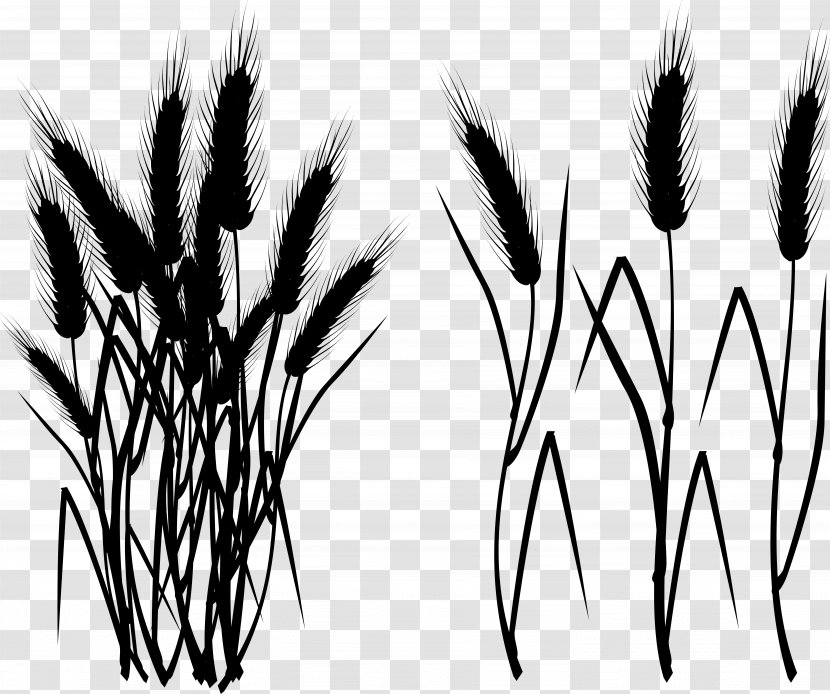 Grasses Eyebrow Font Plant Stem Branching - Grain Transparent PNG
