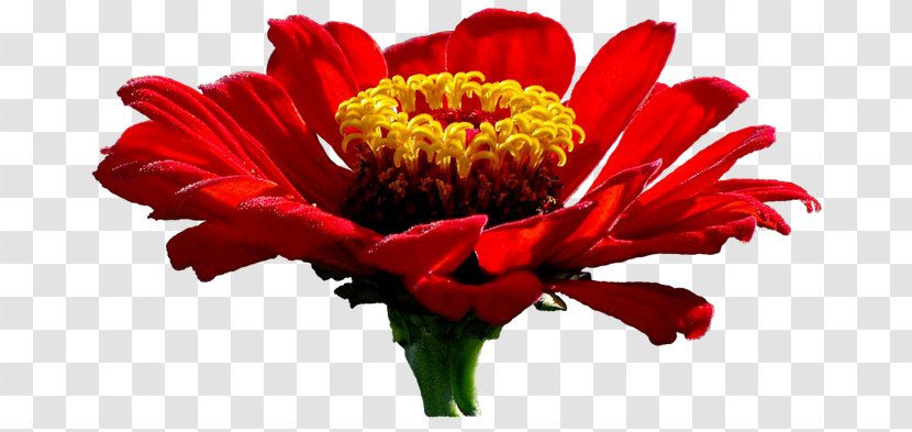 Illusions Beauty Common Zinnia Cut Flowers Transvaal Daisy - Flowering Plant - Pleasantly Surprised Transparent PNG