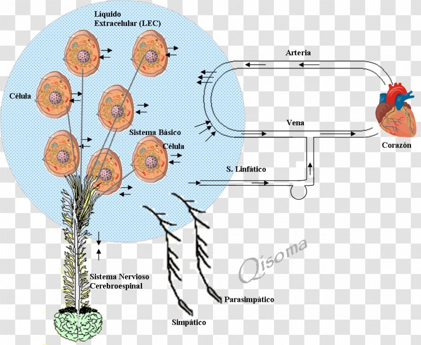Extracellular Matrix Fluid Alkaline Diet PH - Flower - Lula Looks Dangerous Transparent PNG