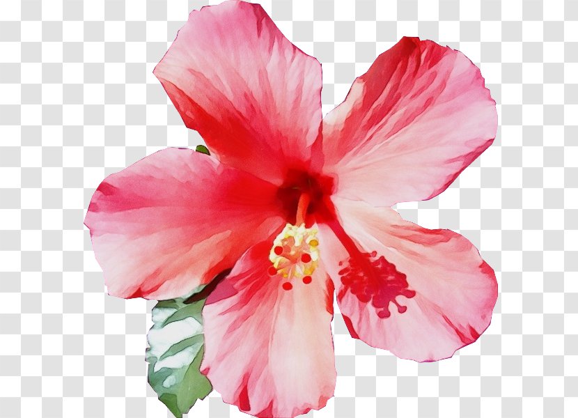 Flower Flowering Plant Petal Hibiscus Pink - Hawaiian Transparent PNG