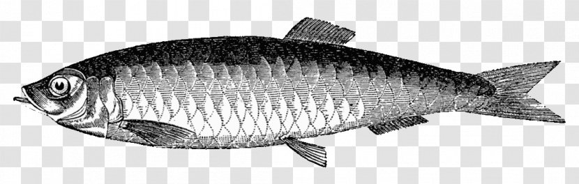 Sardine Meating - Line Art - The Canteen Fly FishingFish Restaurant Transparent PNG
