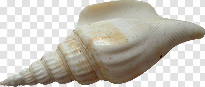 Download Seashell Copyright Rope - Invertebrate - Conch Transparent PNG