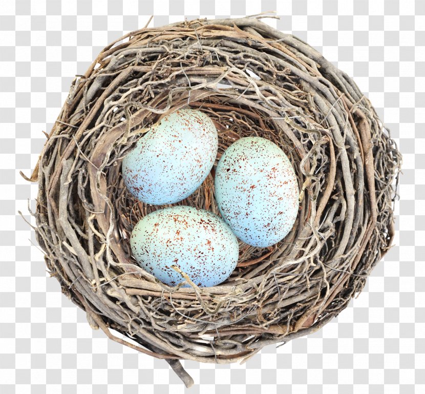 Bird Nest Egg - Eggs Transparent PNG