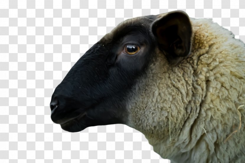 Eid Al Adha Sheep - Animal - Goatantelope Goats Transparent PNG