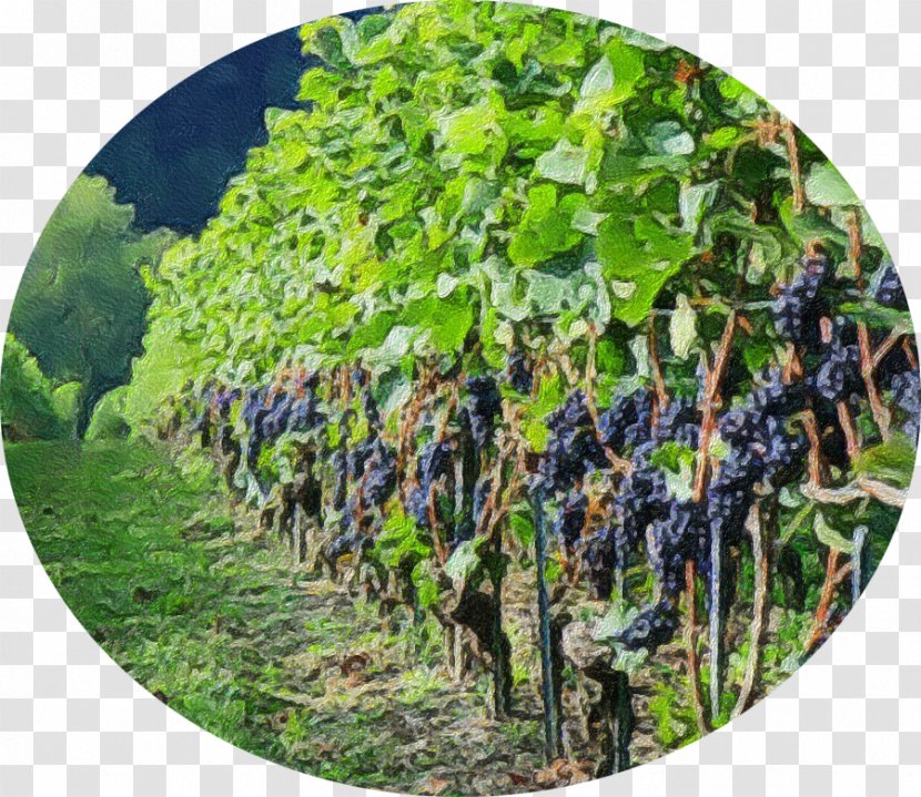 Grape Agriculture Tree Transparent PNG