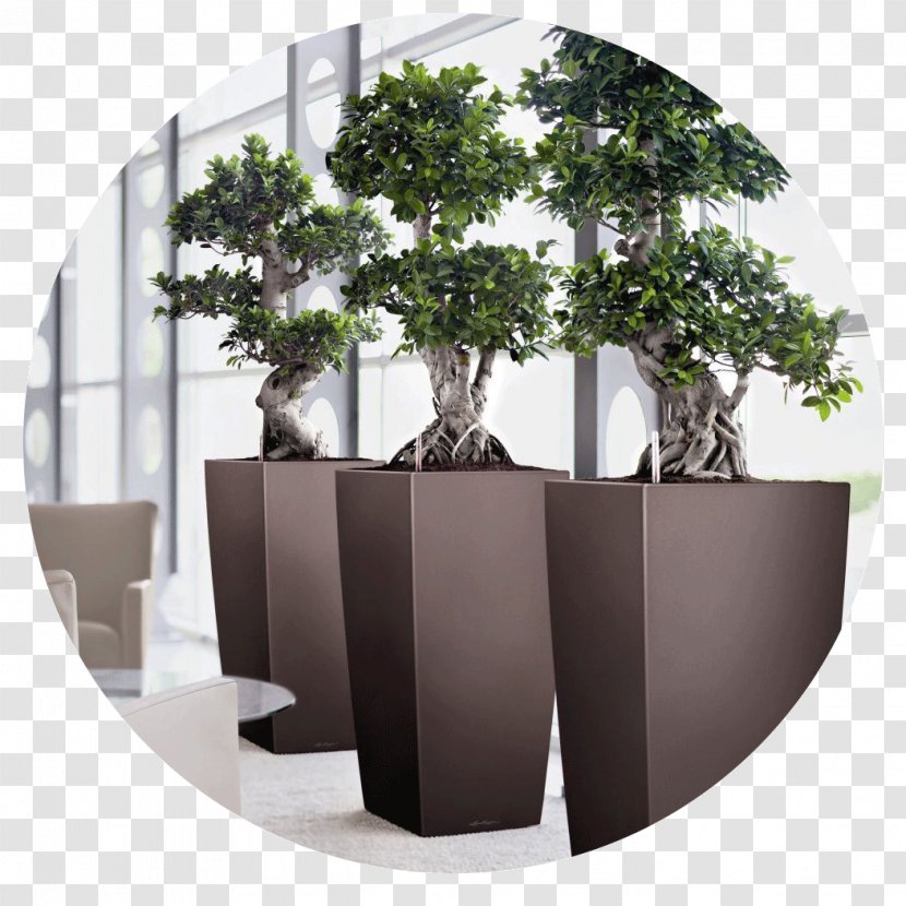 Flowerpot Bonsai Office Ornamental Plant Watering Cans - Gardening Transparent PNG