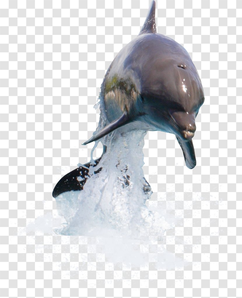 Dolphin Desktop Wallpaper Clip Art - Water - Walrus Transparent PNG
