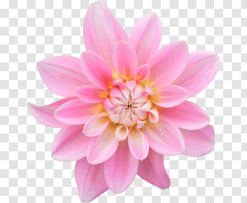 Dahlia Painting Photography Pink Flowers - Cut Transparent PNG