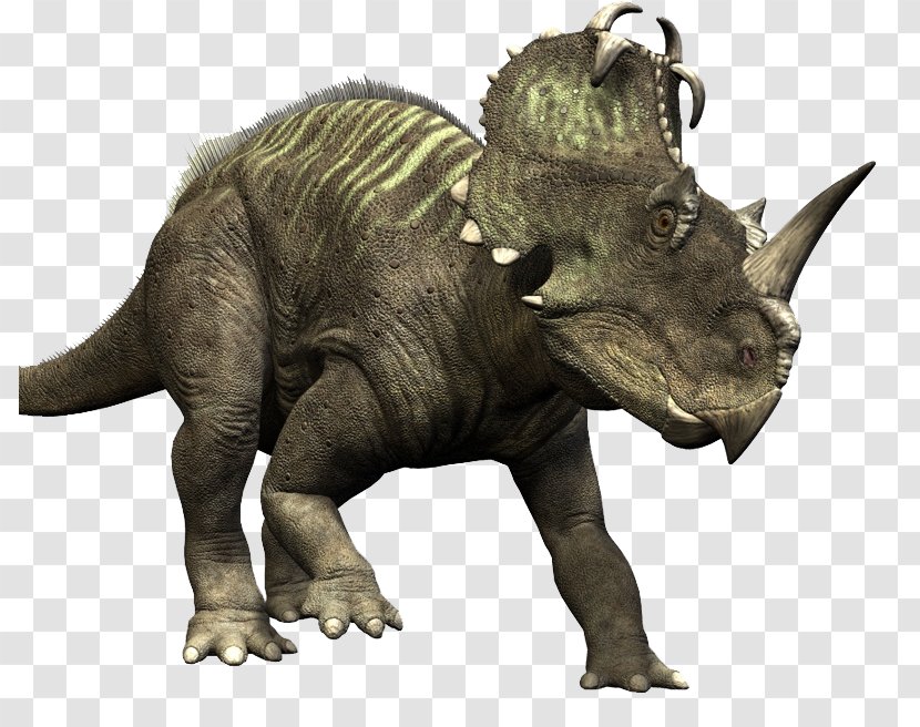 Medusaceratops Ceratopsia Late Cretaceous Albertaceratops - Dinosaur - Brow Transparent PNG