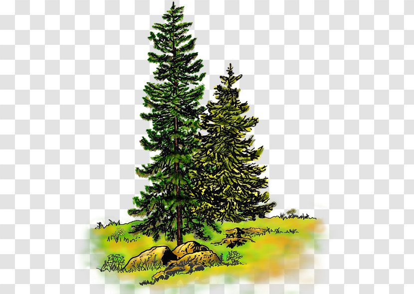 Spruce Pine Watercolor Painting Tree Fir Transparent PNG
