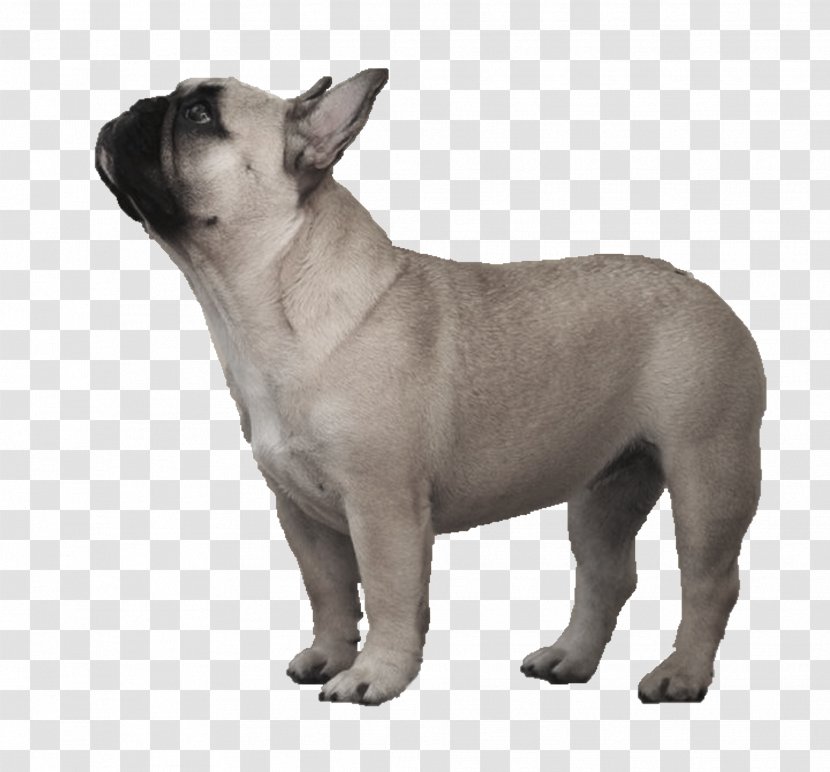 Toy Bulldog French Old English Olde Bulldogge - Breeds Transparent PNG