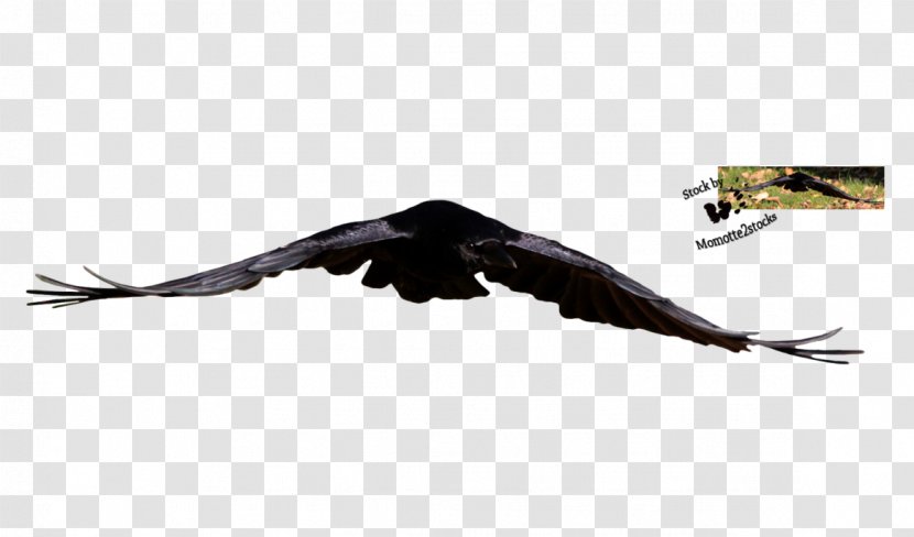 Bald Eagle Beak Vulture Feather - Fauna Transparent PNG