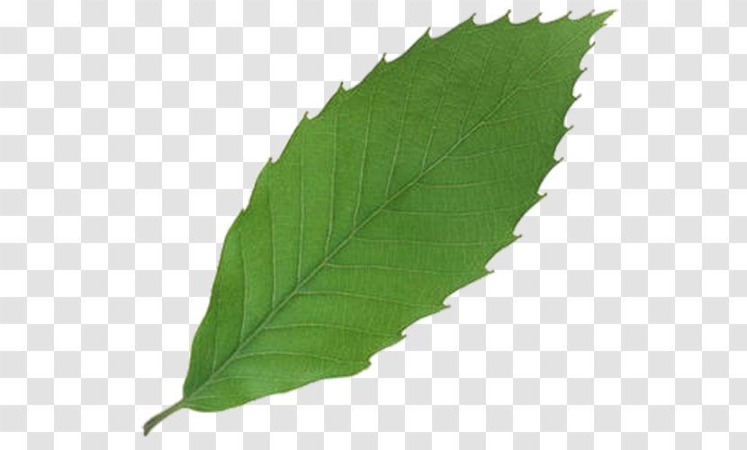 Leaf 3D Computer Graphics - Plant - An Apple Transparent PNG