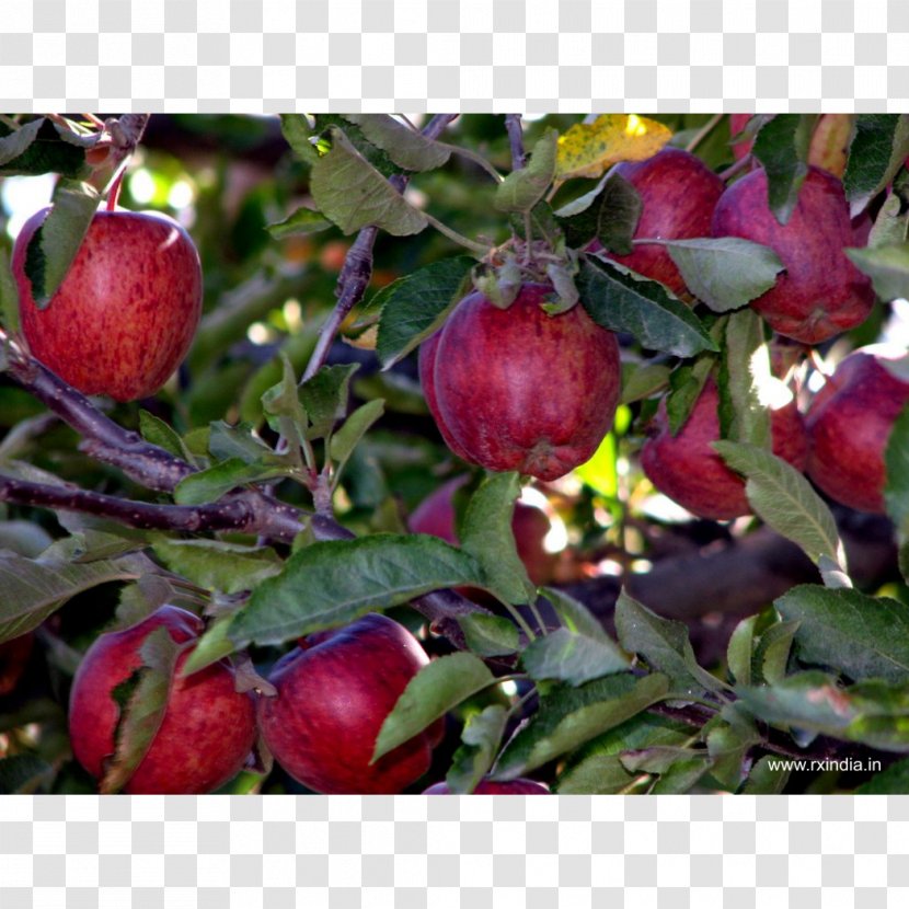 Apple Crop Saeb Kheti Food - Fruit Transparent PNG