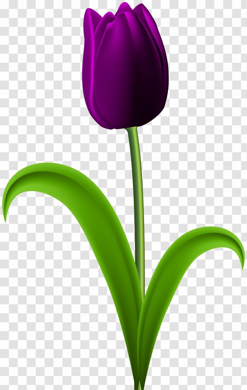 Tulip Desktop Wallpaper Flower Clip Art - Purple Flowers Transparent PNG