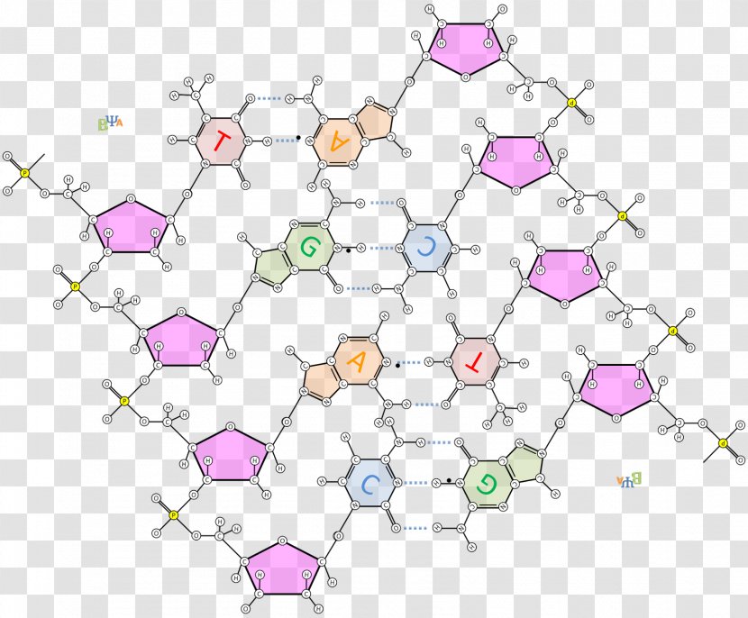 The Double Helix: A Personal Account Of Discovery Structure DNA Nucleotide Hydrogen Bond Nucleic Acid - Symmetry - Area Transparent PNG