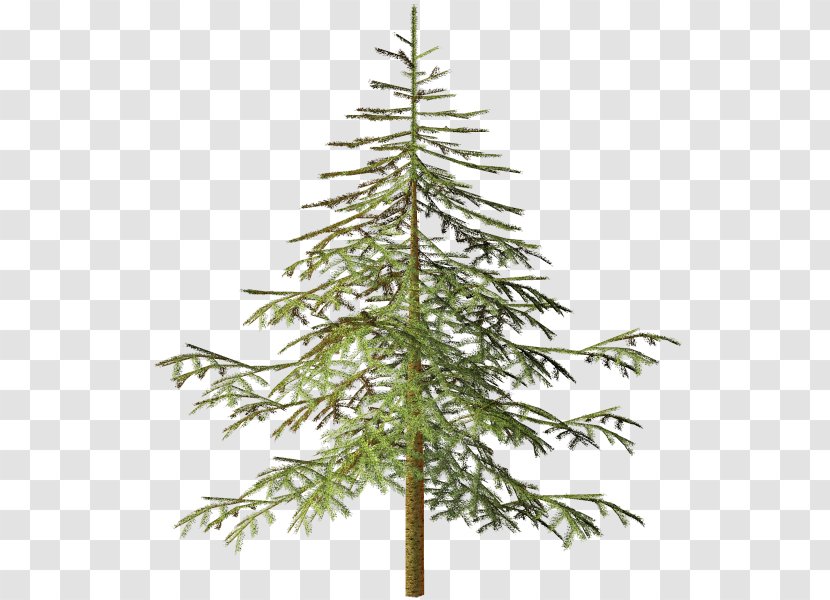 Spruce Tree Conifers Clip Art Transparent PNG