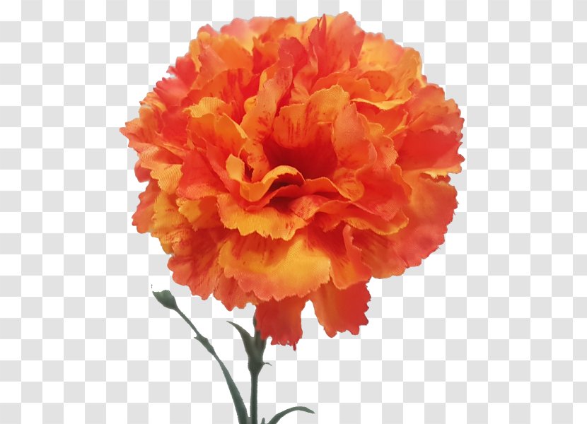 Carnation Floristry Cut Flowers Rose Family Peony - Flowering Plant Transparent PNG