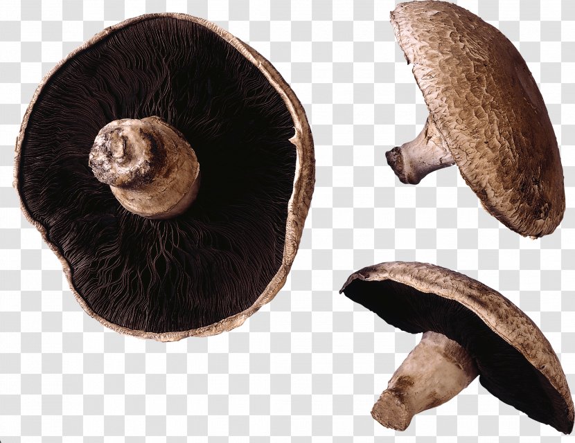 Common Mushroom Cooking Stipe Edible - Sandwich - Image Transparent PNG