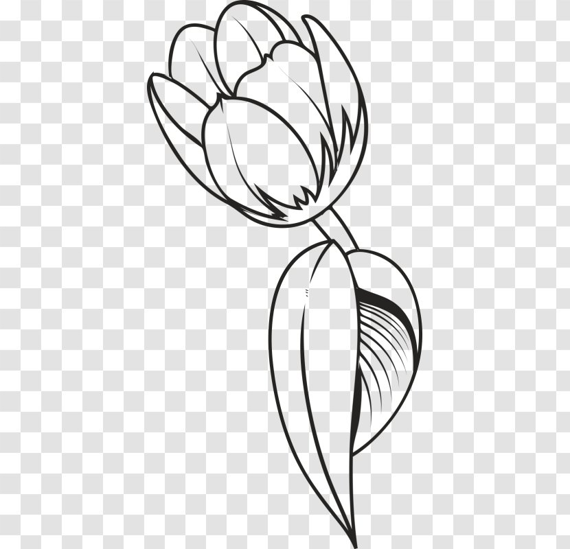 Drawing Tulip Flower Clip Art - Flora Transparent PNG