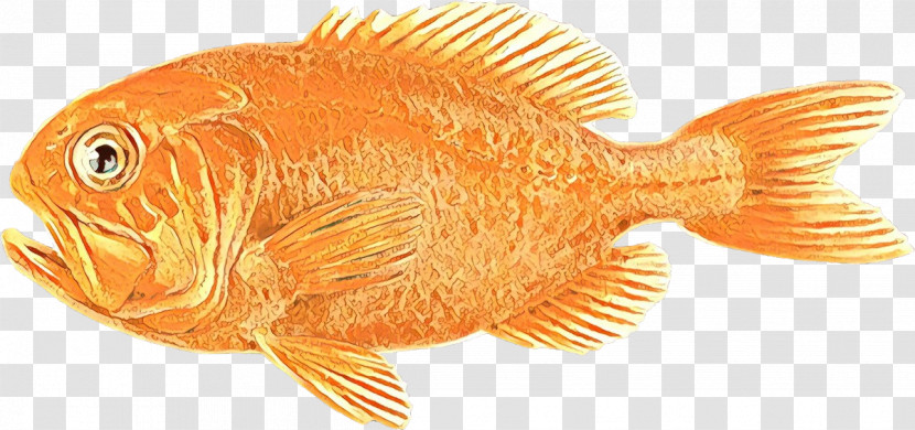 Fish Fish Tilapia Goldfish Tail Transparent PNG
