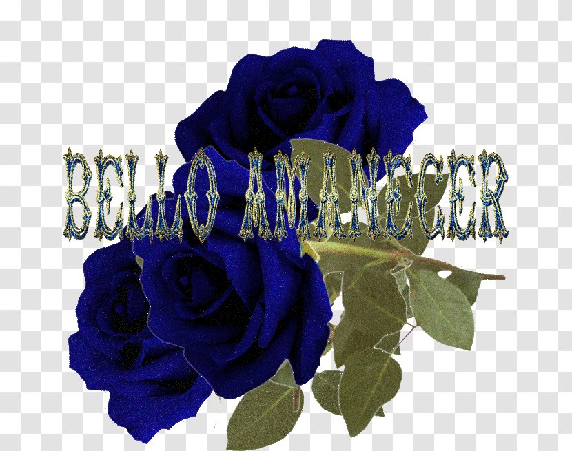 Blue Rose Poemas De Amor Garden Roses Cut Flowers - Order - Amanecer Transparent PNG