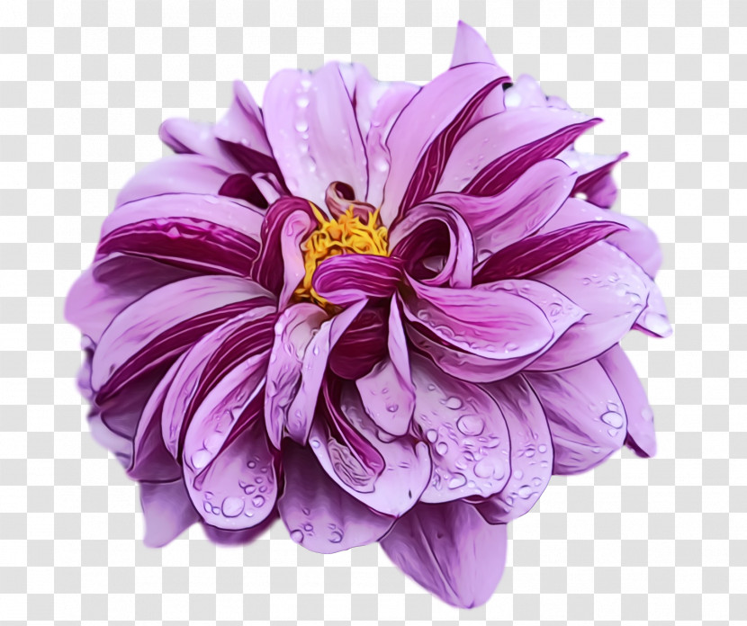 Dahlia Flower Cut Flowers Chrysanthemum Painting Transparent PNG