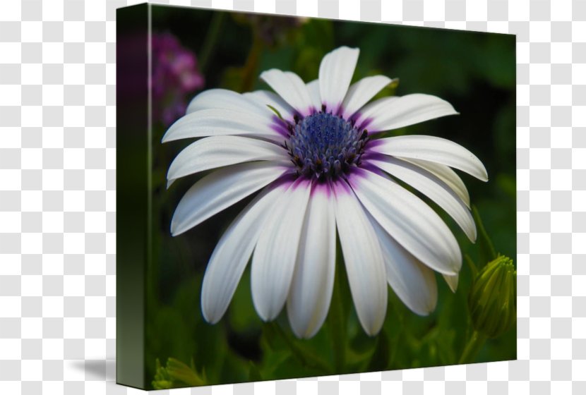 Common Daisy African Daisies Flower Seed Oxeye - Dye Transparent PNG