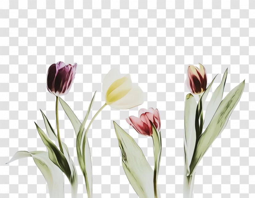 Flowers Background - Theology - Plant Stem Pedicel Transparent PNG