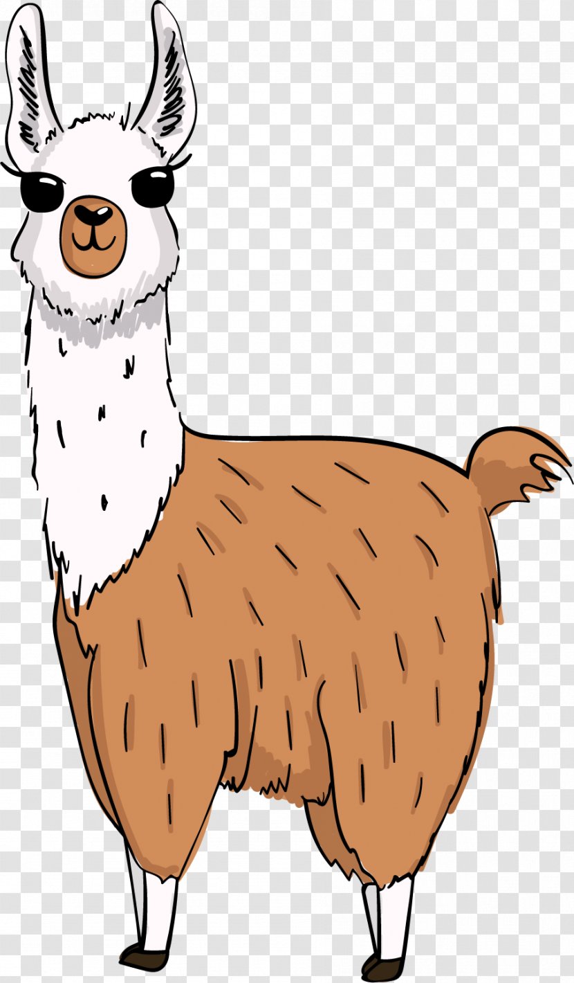 Llama - Alpaca - Snout Terrestrial Animal Transparent PNG