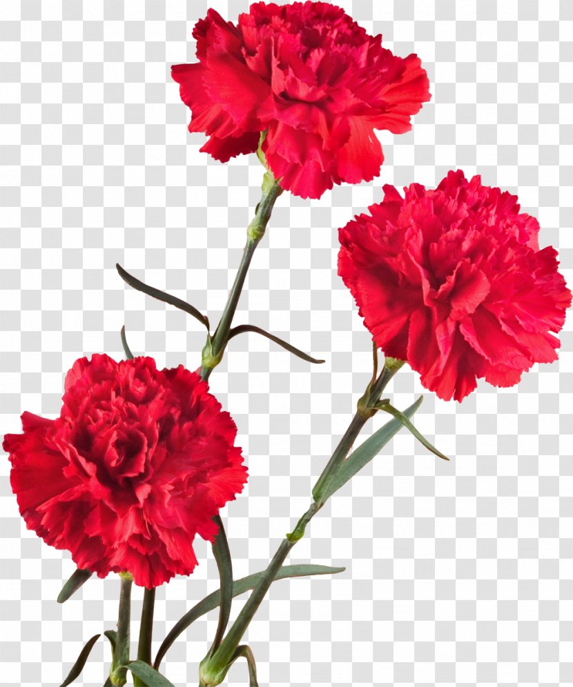 Tomsk 1080p Carnation Flower High-definition Television - Peony - CARNATION Transparent PNG