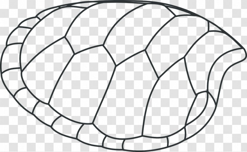 Turtle Shell Sea Coloring Book Seashell - Heart Transparent PNG