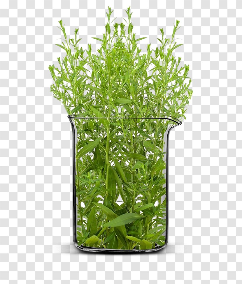 Herb Shrub Flowerpot Tree Plant Stem - Aquarium Decor - Natural Flowers In Sri Lanka Transparent PNG