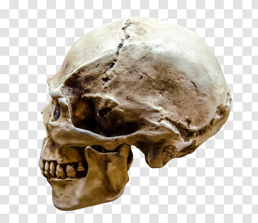 Human Skull Face Head Body - Stock Photography Transparent PNG