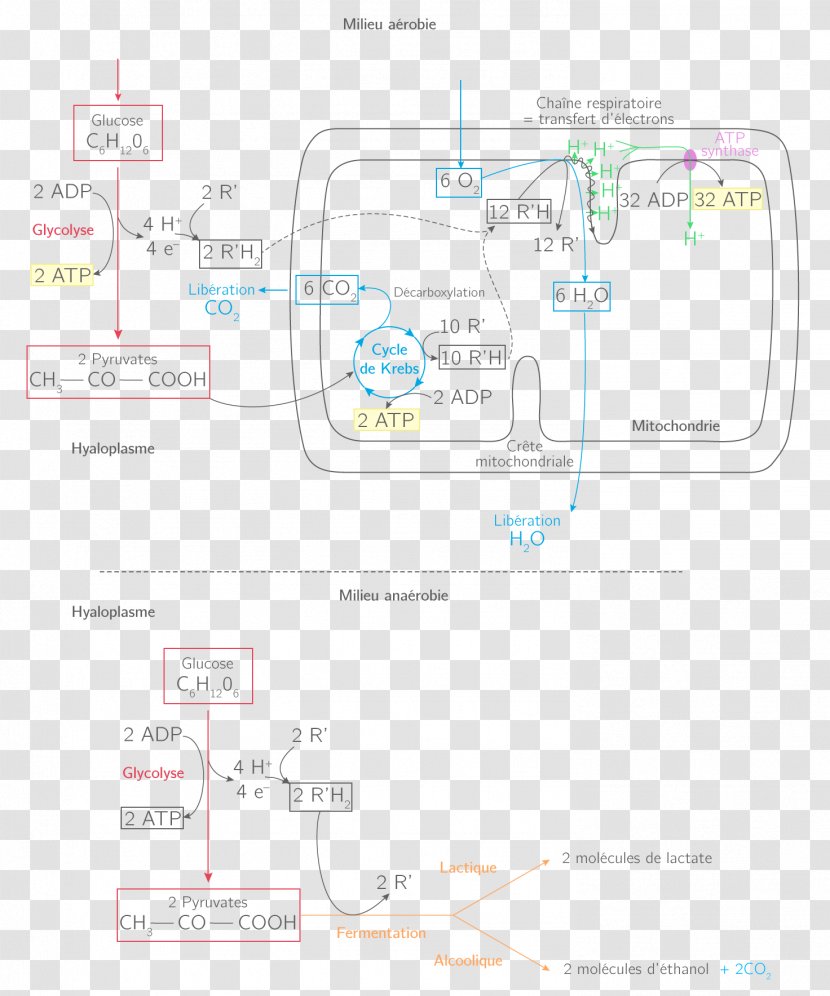 Product Design Diagram Line - M - Group Transparent PNG