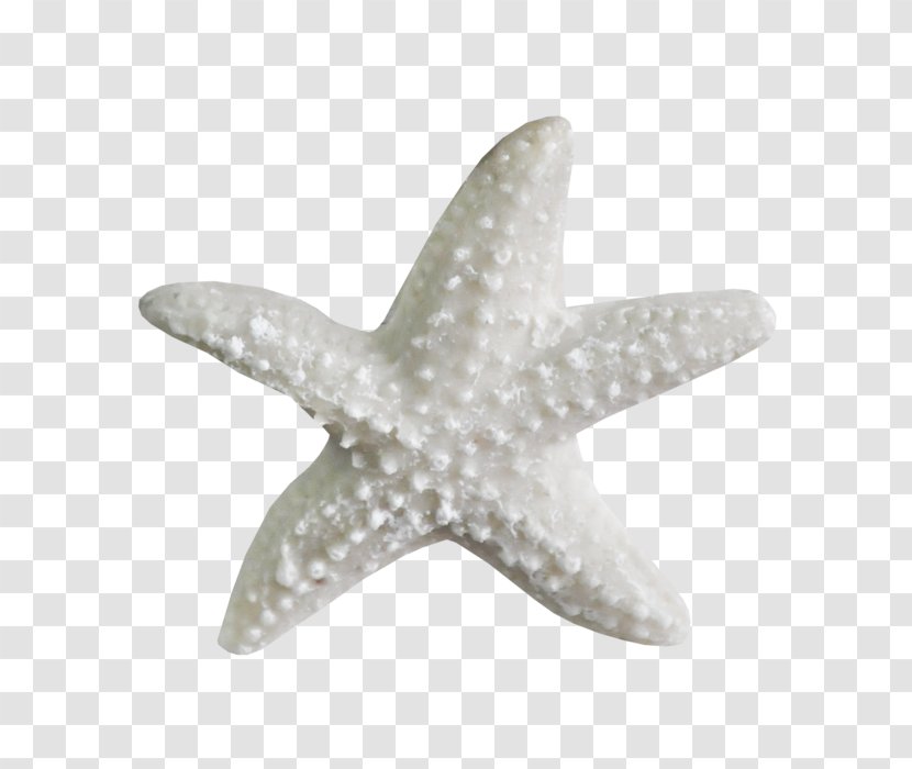 Sea Drawing Starfish Organism Clip Art - Shells Transparent PNG