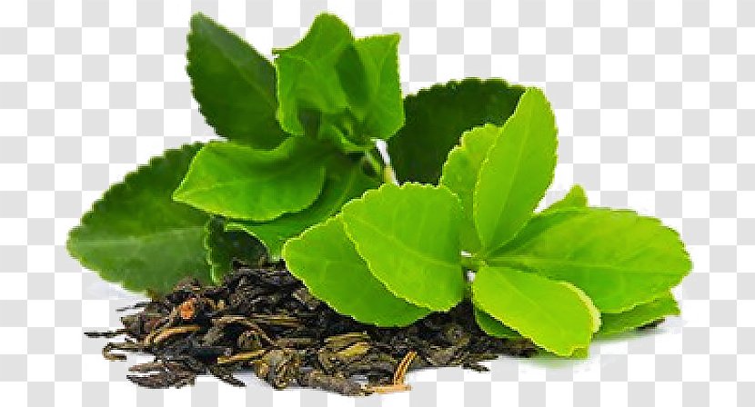 Green Tea Matcha Masala Chai Plant - Camellia - Leaf Transparent PNG