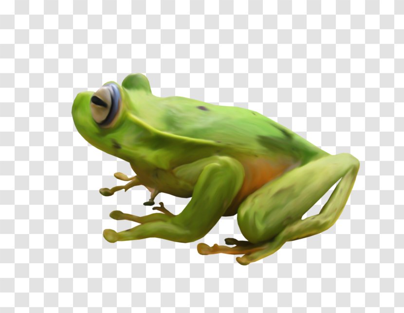 True Frog Tree Toad Transparent PNG
