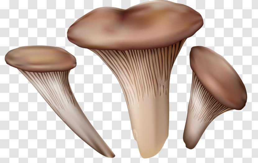 Pleurotus Eryngii Mushroom Fungus Illustration - Edible - Hand Drawn Mushrooms Transparent PNG