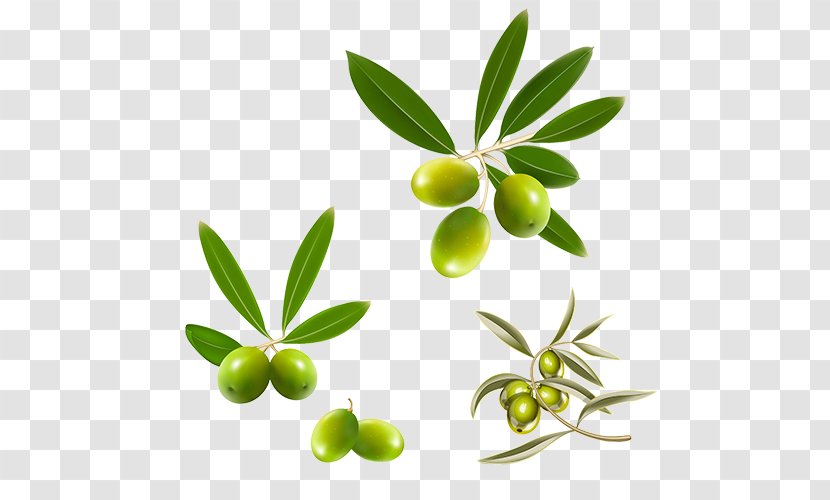 Mediterranean Cuisine Olive Leaf Oil - Fruit - Fruits Transparent PNG