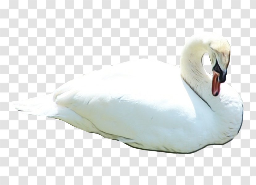 Swan Bird Water White Ducks, Geese And Swans - Watercolor - Goose Neck Transparent PNG