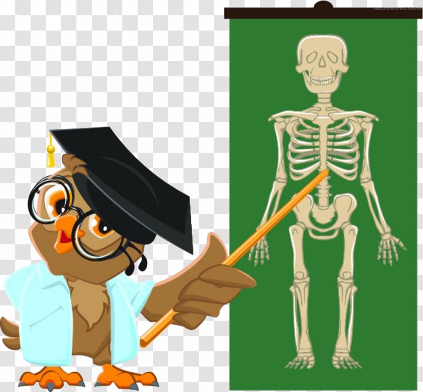 Student Teacher Anatomy Human Skeleton - Flower - The Parrot Speaks Body Transparent PNG