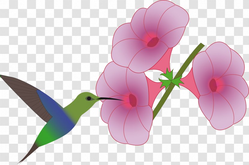 Hummingbird Flower Drawing Clip Art - Humming Bird Transparent PNG