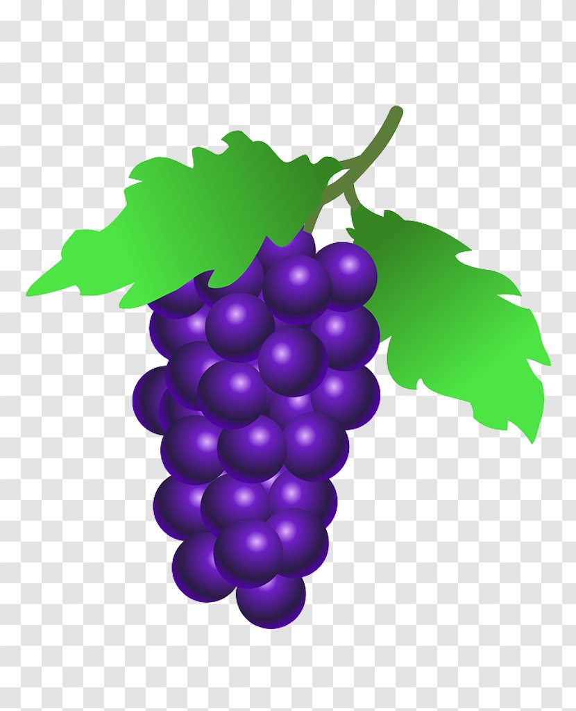 Common Grape Vine Leaves Clip Art - Vitis - U Transparent PNG