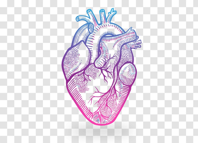 Heart Anatomy Drawing - Watercolor Transparent PNG