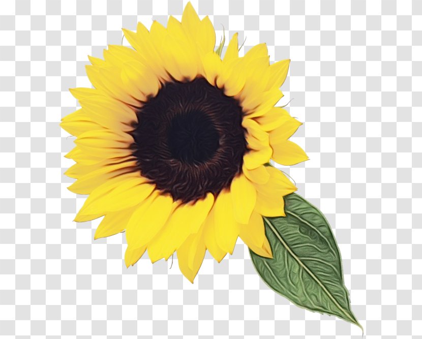 Sunflower Clip Art Desktop Wallpaper Image - Flowering Plant - Seed Transparent PNG
