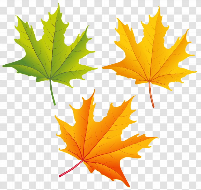 Autumn Leaf Color Clip Art - Tree - Set Of Leaves Clipart Image Transparent PNG